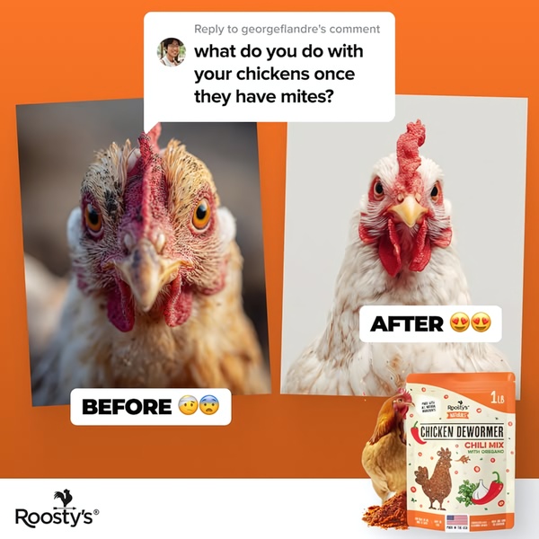 This 1:1 square ad uses a split-screen before-and-after layout to showcase the efficacy of a natural chicken dewormer product, anchored by a common customer question.